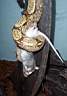 Maira mit Ratte 1